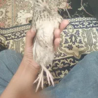 یک عدد بلدرچین