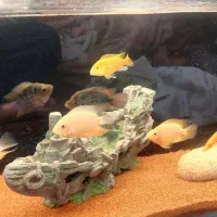 اکواریم با تمامی وسایل|ماهی|اردبیل, |دیوار