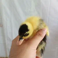 جوجه خانگی کاکلی پرپا اردک بوقلمون،راس 308|حیوانات مزرعه|مشهد, پورسینا|دیوار