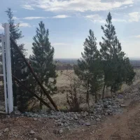 درختان کاج ۵ ساله