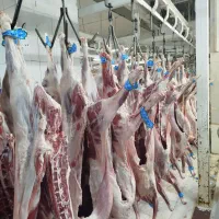 استخدام  تعدادی قصاب ماهر نیمه ماهر نیازمندیم