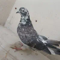 تعدادی کبوتر