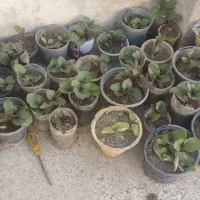 گل لوبیا سحرآمیز