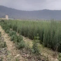 انواع نهال اوکالیپتوس و..