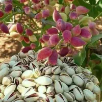 تولید و فروش پایه ممتاز|خدمات باغبانی و درختکاری|شاهین دژ, |دیوار