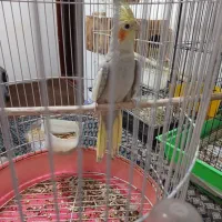 عروس هلندی سخنگو|پرنده|رودسر, |دیوار