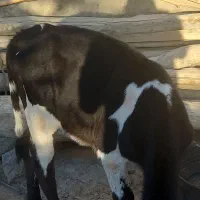 گاوشیری|حیوانات مزرعه|هیدوچ, |دیوار