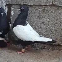 سینه ای ماده ۲ عدد نوک روشن، بدون دورنوک، سری ۷۰۰|پرنده|دزفول, |دیوار