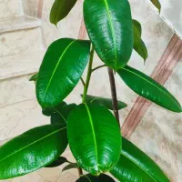 فروش گل آپارتمانی