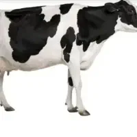 شیرتازه گاو محدوده چهارراه شریف آباد