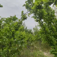 800متر-جنگلی-چهار-دیوار-تهران-کرج-شهریار-فردوسیه