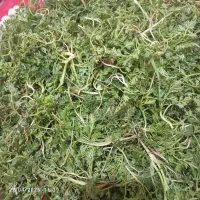 سبزی|خوردنی و آشامیدنی|سلماس, |دیوار