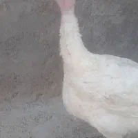 بقلمون گوشتی سالم