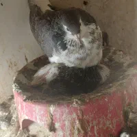 کفتر چادری گمشده افشون