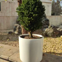 کریپ توپی (62% تخفیف) 13ساله|گل و گیاه طبیعی|تهران, صادقیه|دیوار