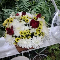 فیکوس بلک عمده و تکی|گل و گیاه طبیعی|رفسنجان, |دیوار