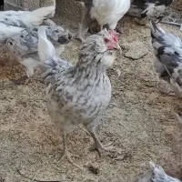 تخم مرغ نطفه دار گلین با ضمانت نود درصد|حیوانات مزرعه|شهرکرد, |دیوار