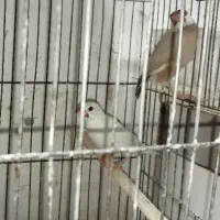 فنچ نرگسی اورنج بنگالی و معمولی|پرنده|شاهرود, |دیوار