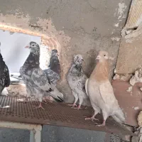 کبوتر کفتر کهنه و جوجه|پرنده|پاکدشت, پاکدشت (مامازند)|دیوار