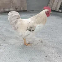 فروش خورس جوان آوازه خوان وزیبا