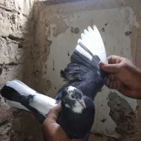 جفت ابلغ دهن جور .|پرنده|قم, زاویه|دیوار