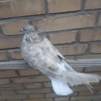 ماده اشعل ۱۴ پر|پرنده|بندر ماهشهر, |دیوار