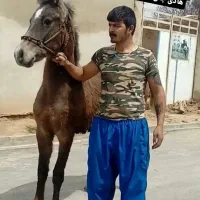 فروش چند راس اسب کرد خوب|اسب و تجهیزات اسب‌سواری|چهاردانگه (تهران), |دیوار