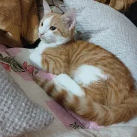 واگذاری گربه Dsh نارنجی