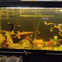 فروش ماهی کوی