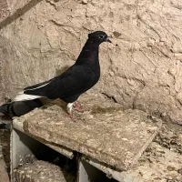 جوجه زاغ دم سفید|پرنده|مشهد, کوه سنگی|دیوار