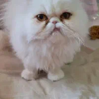 سوپر فلت ماده رنگ چشم انبه ای