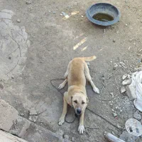 سگ گله|سگ|بالا ولایت, |دیوار