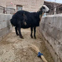 فوچ کله سفید عروسک|حیوانات مزرعه|لیلان, |دیوار