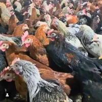 حراج بچ خروس محلی اصل پا سیاه ( نصف قیمت بازار)