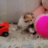 بچه گربه نر چینچیلا|گربه|دماوند, گیلاوند|دیوار