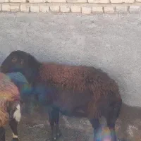 میش افشاری جوان سنگین