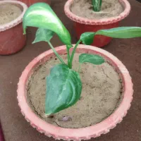 گل‌های زیبا|گل و گیاه طبیعی|شهرکرد, |دیوار