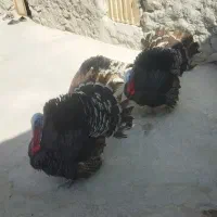 بوقلمون نژاد خوب معاوضه با ماده