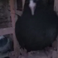 جوجه نر شغلا شده|پرنده|کرمان, |دیوار