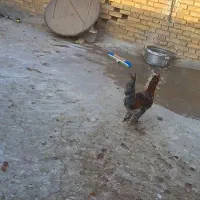 مرغ خروس|حیوانات مزرعه|بهبهان, |دیوار