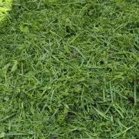 سبزی دسته وسبزیجات آماده خانگی
