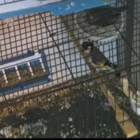 قناری ماده جفتی سهره