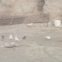 ۱۴  عدد کبوتر