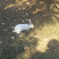 خرگوش