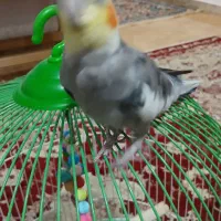 فروش یک عدد عروس هلندی