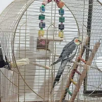 گمشده، مژدگانی میدم|حیوانات|آبادان, |دیوار