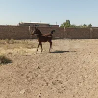 کره مادیان|اسب و تجهیزات اسبسواری|رفسنجان, |دیوار