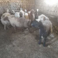 فروش گوسفند