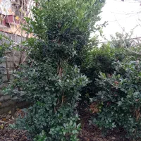 یاس هلندی جنگلی