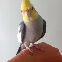 طوطی جمله ی کامل میگه مثال بدو درو باز کن ممد اومد|پرنده|آمل, |دیوار